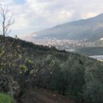 Gemlik taşınacak, zeytinlik alan ölecek!