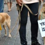 Hayvanları öldürenlere ağır cezalar geliyor