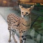 Serval kedisini camekana hapsetmek ‘mevzuata uygun’