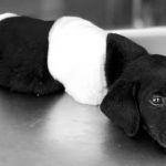 Yavru köpeğin ölümüne neden olduğu gerekçesiyle bir kişi tutuklandı