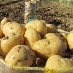 Fırat Kalkanı Harekatı’ndan patates çıktı