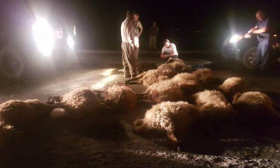 zırhlı aracın koyuna çarpması