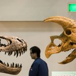 Yeni bir dinozor türü keşfedildi