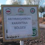 Dersime bağlı Pertek ilçesinde şarbon tespit edildi