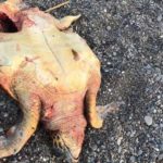 Sahile yumurta bırakan Caretta caretta’yı bıçakladılar