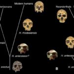 Neanderthal’den Homo Erectus’a: Evrim sürecinde kaybolan insan türleri