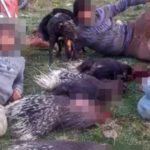 Hatay’da avlayıp öldürdükleri kirpilerle poz verdiler