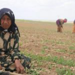 Nasırlı el, kavrulan ten ve toprağa düşen ter: 12 saatlik emeğin karşılığı 40 TL