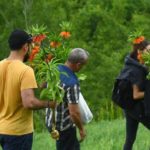Dersim’de ters laleleri toplayan 3 kişiye 180 bin para cezası