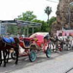 Faytona Binme Atlar Ölüyor İnisiyatifi: Adalarda kullanılan faytonlar kaldırılsın