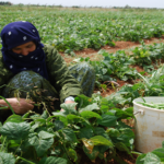 Nasırlı el, kavrulan ten ve toprağa düşen ter: 40 derece sıcaklıkta 14 saatlik emeğin karşılığı 50 TL
