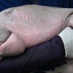 Tayland’da dugong yavrusu plastik atıklar nedeniyle hayatını kaybetti