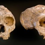 Neandertallerin antik DNA’sı çıkartıldı