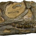 Güney Afrika’da yeni bir dinozor türü keşfedildi