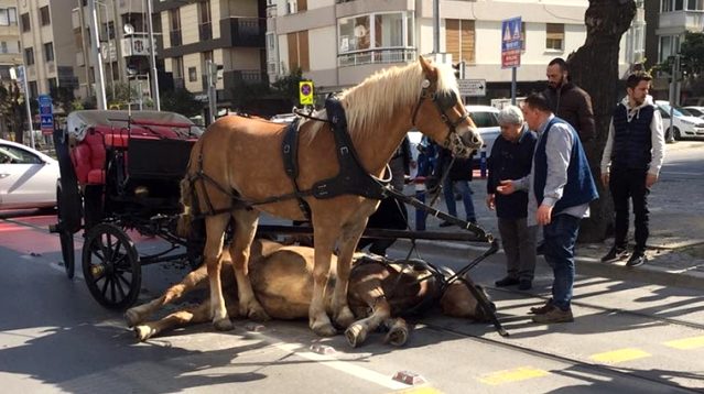 chp li adalar belediye baskani erdem gul fayton