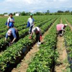 Tarım sektörünün kredi borcu 105 milyara çıktı