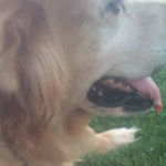 Köpekte koronavirüs tespit edildi