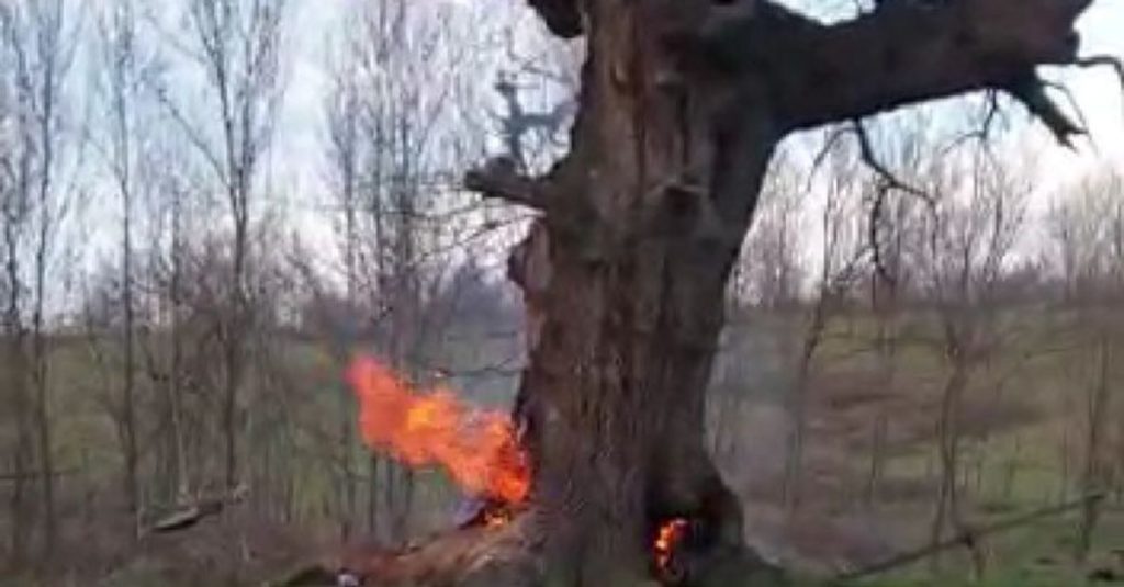 400 yıllık çınar ağacı yakıldı
