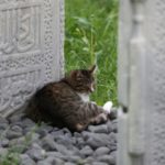 İstanbul’da kedi katliamı: Çok sayıda kedi katledildi