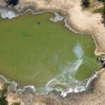 Botswana’da son iki ay içinde 350’den fazla fil ölü bulundu