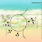 Venüs gezegeninin atmosferinde fosfin molekülü bulunması ne anlama geliyor?