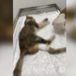 Antep’te çok sayıda kedi katledildi