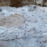 Danimarka’da katledilen vizonlar topluca gömüldükleri topraktan geri çıktı