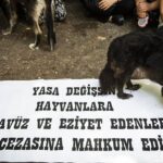 10 yıldır tartışılan Hayvan Hakları Yasası yeniden güncellendi