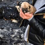 Konya’da 9 yavru köpek yakılarak katledildi!