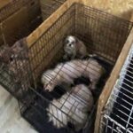 Hayvana işkence: 68 köpeğin ses tellerinin kesildiği raporla kanıtlandı