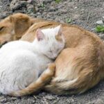 PTT, kedi ve köpeklerin ölümüne yol açacak 40 bin adet kovucu ultrasonik cihaz satın aldı