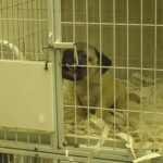 Petshoplarda hayvanlara işkence: Köpeklerin ses telleri alınıyor