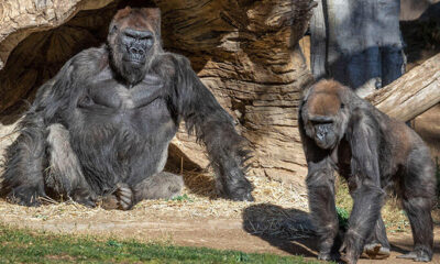 5ffd3cc55542800e98fc4bc9