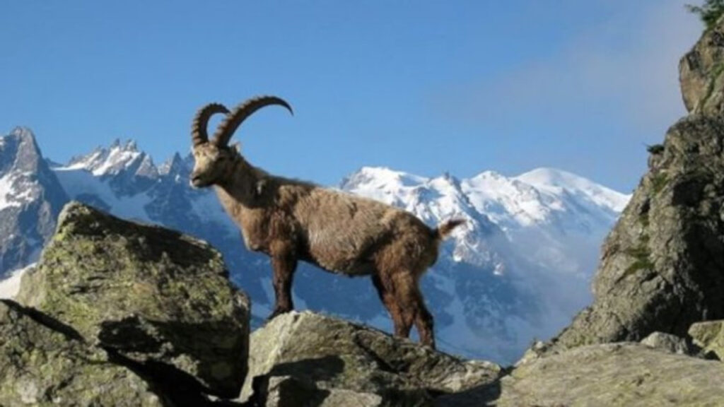 Dersim’de ölen yaban keçileri için suç duyurusunda bulunuldu