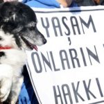 Sokakta yaşayan hayvanların yaşam hakkı yok sayıldı: 20 hayvanı katleden İsmail Koç’a sadece “sahipli” köpekler için ceza verildi