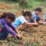 HDP’li Gülüm’den araştırma önergesi: Türkiye’de 2 milyon çocuk işçi var