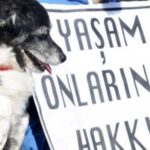 “Hayvanları Koruma Kanunu” TBMM’de: Hayvanlara ötanazi hakkı!