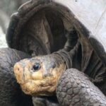 Ekvador’un Galapagos Adaları’ında 100 yıl önce soyu tükendi sanılan dev kaplumbağa bulundu
