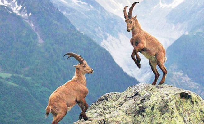 Dersim’deki ‘katliam ihalesi’ iptal edildi