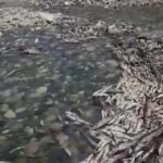 Kahta Çayı üzerinde yapılan HES nedeniyle binlerce balık öldü