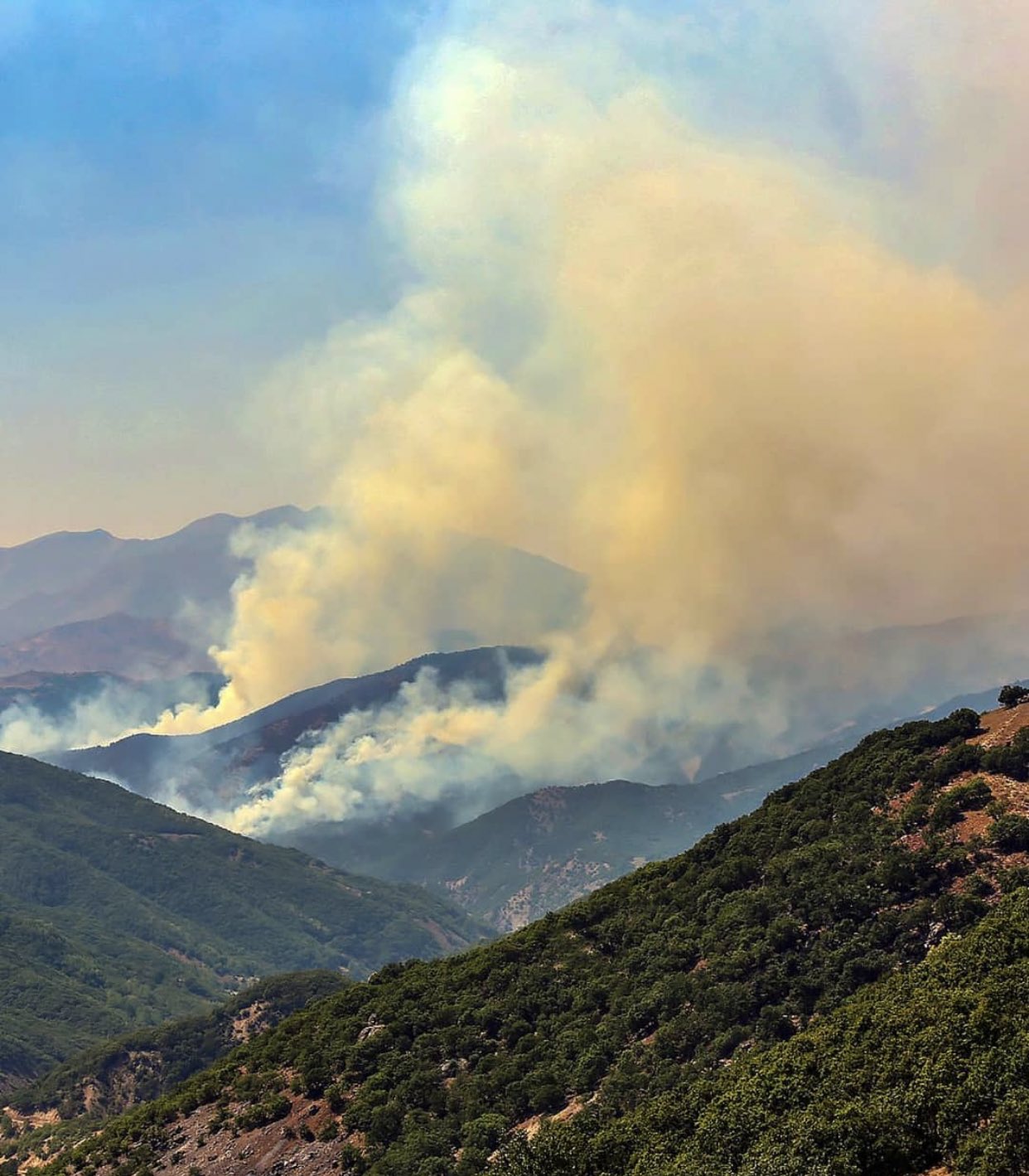 dersim besta ormanyagını