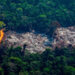COP26’da ormansızlaşmaya son verme taahhüdü