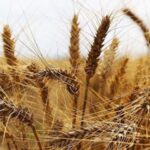 Üretici-market arasındaki fiyat farkı 9 kata çıktı