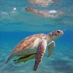 Caretta carettaların koruma alanına 500’ü aşkın kaçak yapı yapıldı