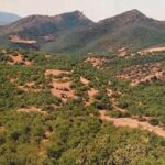 Dersim Belediyesi katı atık projesinde 55 bin ağaç kesilecek iddialarına yanıt verdi