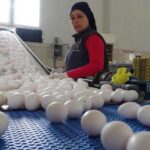 Yumurtaya bir yılda yüzde 210 zam geldi