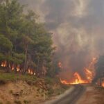 Yol kenarlarındaki milyonlarca ağaç katledilecek