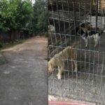 İzmir’de yüzlerce köpek katledildi